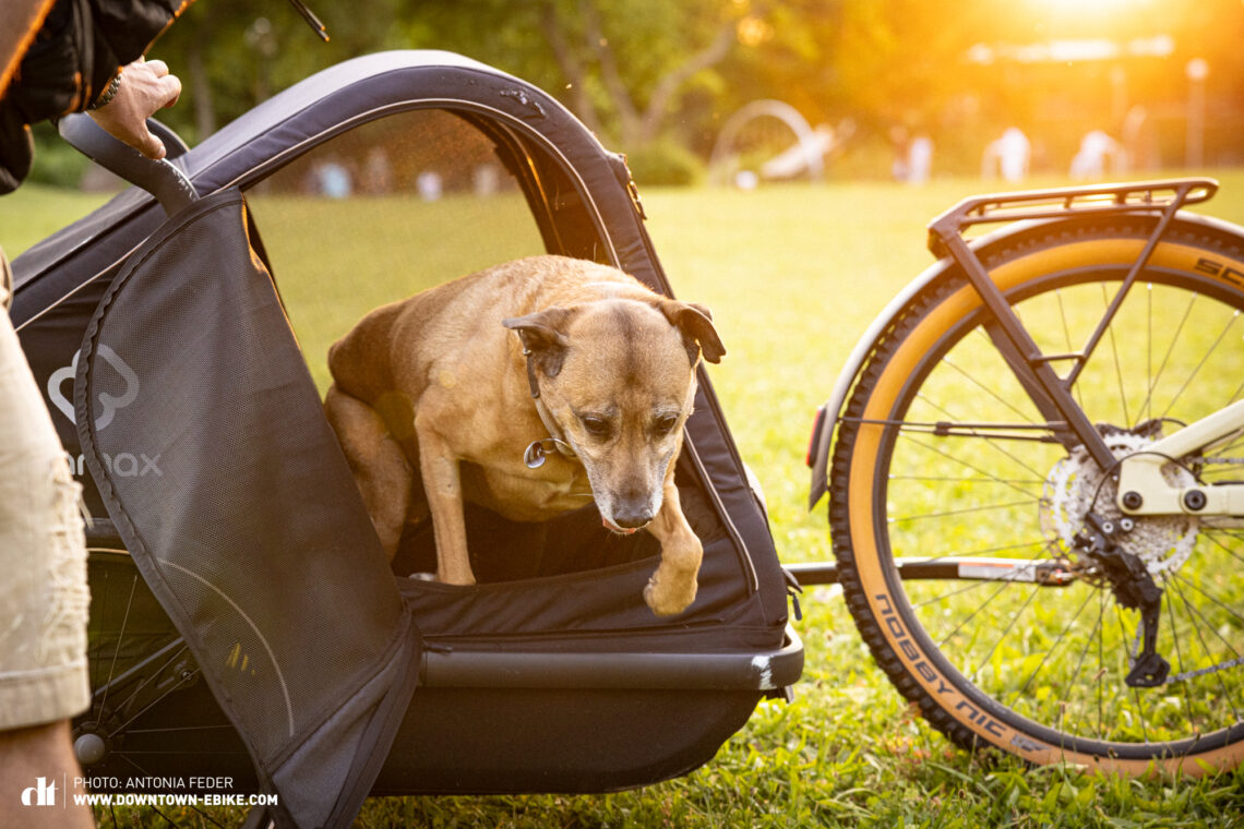 The best dog bike trailers – A head-to-head comparison of 9 models -  DOWNTOWN Magazine