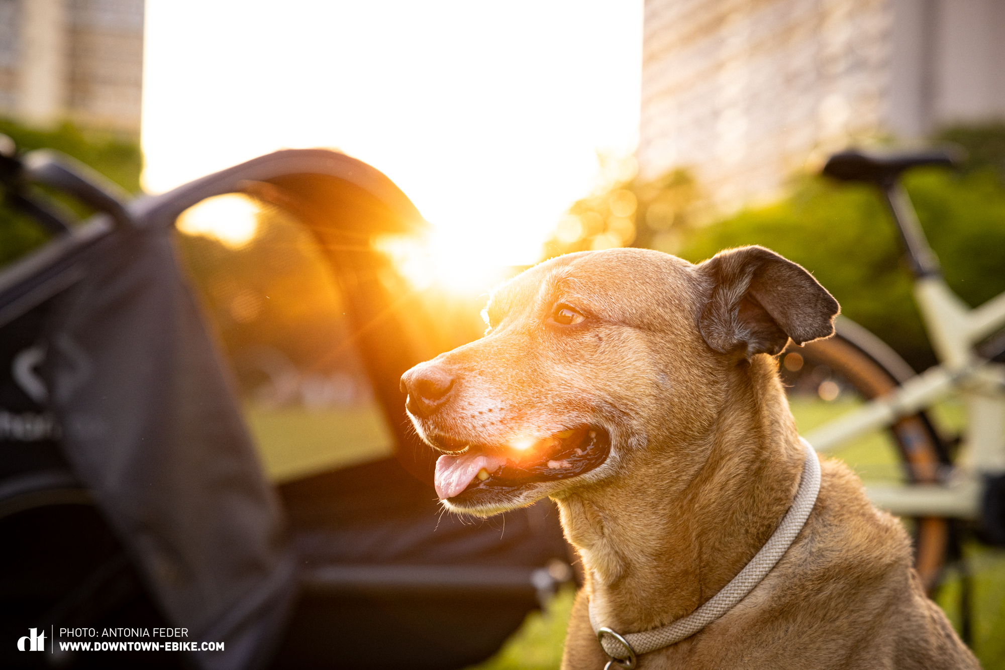 Bruce entspannt sich nach der Tour mit dem Hundeanhänger fürs Fahrrad. Er genießt den Sonnenuntergang im Park. 