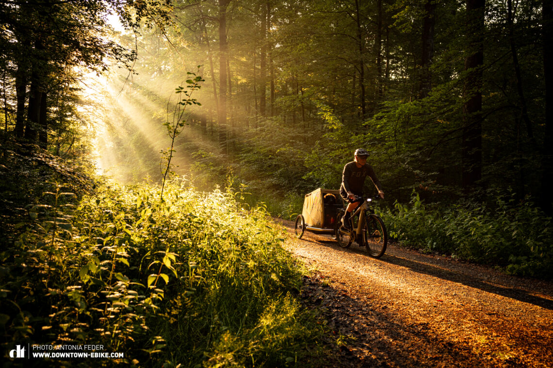 Here Manne drives through the forest with the dog trailer in the evening light.