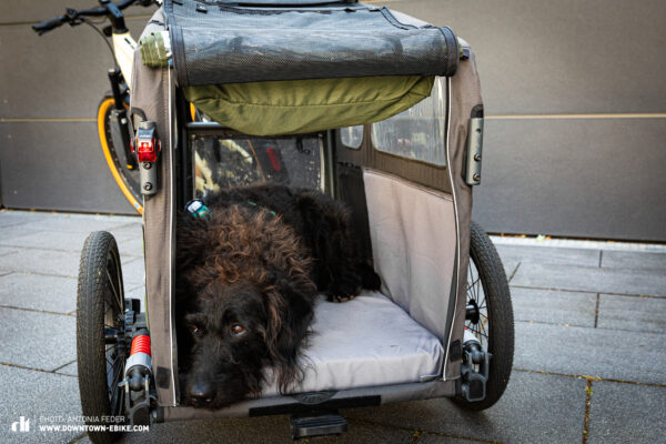 The best dog bike trailers – A head-to-head comparison of 9 models -  DOWNTOWN Magazine