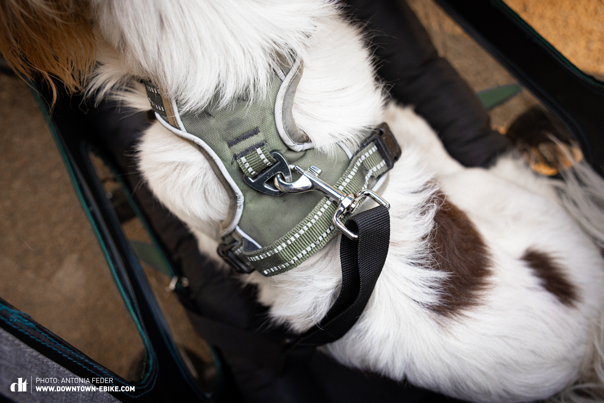 If there is a leash in your dog trailer, you can leash your dog. Here you can see Filo from above, how he is leashed.